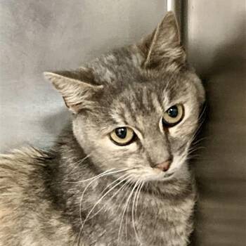 Rescue Domestic Short Hair Cats for Adoption in Hawthorne, California - Lola | PetCurious