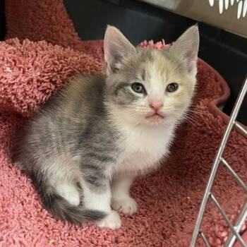 Flower Power -  Domestic Short Hair Cat for Adoption in Charlottesville, Virginia - Flower Power | PetCurious