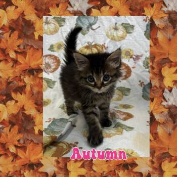 Autumn -  Domestic Short Hair Cat for Adoption in Royse City, Texas - Autumn | PetCurious