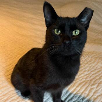Veronica -  Domestic Short Hair Cat Available for Adoption in Carmel, Indiana - Veronica | PetCurious