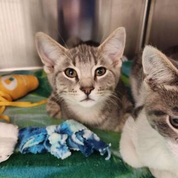 Gravy -  Domestic Short Hair Cat for Adoption in Liberty, Missouri - Gravy | PetCurious