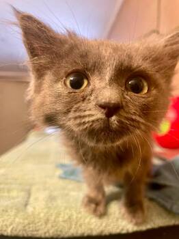Twilight -  Domestic Long Hair Cat for Adoption in Nashville, Georgia - Twilight | PetCurious