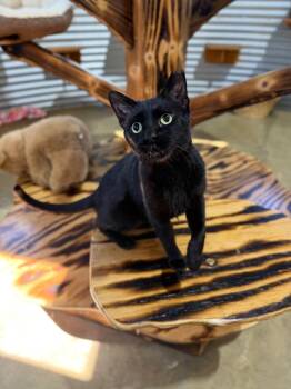 Mocha -  Domestic Short Hair Cat for Adoption in Pierceton, Indiana - Mocha | PetCurious