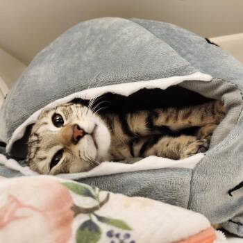 Miloh -  Domestic Short Hair Cat for Adoption in Philadelphia, Pennsylvania - Miloh | PetCurious