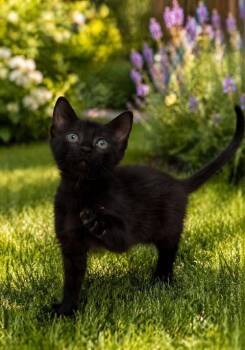 Domestic Short Hair Cats Available for Adoption in Chattanooga, Tennessee - Ginger | PetCurious