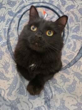 Velvet -  Domestic Long Hair Cat for Adoption in Burlington, North Carolina - Velvet | PetCurious