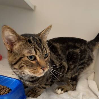 Rescue Domestic Short Hair Cats for Adoption in New York, New York - Cardboard | PetCurious