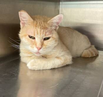 Rescue Domestic Short Hair Cats for Adoption in Great Bend, Kansas - Flora | PetCurious