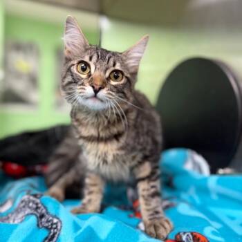 KITTEN 09/12/2026 -  Domestic Medium Hair and Domestic Short Hair Cat for Adoption in Bullhead City, Arizona - KITTEN 09/12/2026 | PetCurious