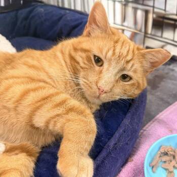 Domestic Short Hair Cats Available for Adoption - Wade | PetCurious