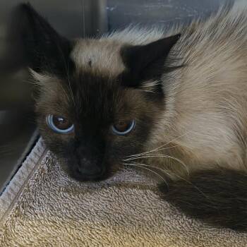 Catastrophie -  Domestic Long Hair Cat for Adoption in Moses Lake, Washington - Catastrophie | PetCurious