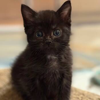 Rescue Domestic Short Hair Cats for Adoption in Bel Air, Maryland - Milan | PetCurious