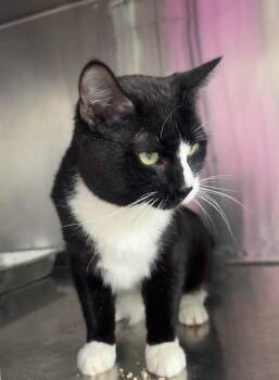 Domestic Short Hair Cats Available for Adoption in Fort Lupton, Colorado - Altair IL | PetCurious