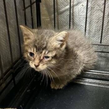 Domestic Short Hair Cats Available for Adoption in Stephenville, Texas - Houston | PetCurious