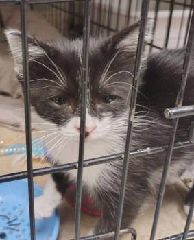 Ford F150 -  Domestic Short Hair Cat for Adoption in Saint Clairsville, Ohio - Ford F150 | PetCurious