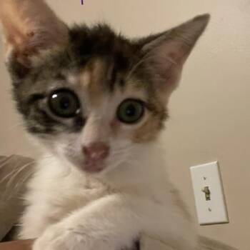 Hermonie -  Domestic Short Hair Cat for Adoption in Bel Air, Maryland - Hermonie | PetCurious