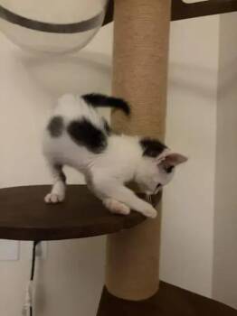 Nancy -  Domestic Short Hair Cat for Adoption in Wyoming, Michigan - Nancy | PetCurious