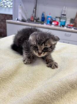 Sriracha -  Domestic Short Hair Cat for Adoption in Brookings, Oregon - Sriracha | PetCurious