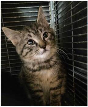 Fern -  Domestic Short Hair Cat for Adoption in Eugene, Oregon - Fern | PetCurious