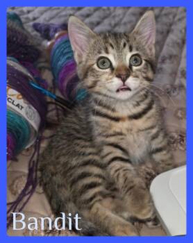 BANDIT -  Tabby Cat for Adoption in Lawton, Oklahoma - BANDIT | PetCurious