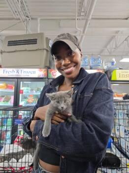 Jackie -  Domestic Short Hair Cat for Adoption in Buford, Georgia - Jackie | PetCurious