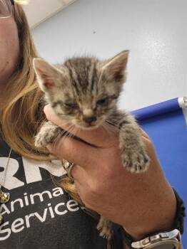 BRAXTON -  Domestic Short Hair Cat for Adoption in Albuquerque, New Mexico - BRAXTON | PetCurious