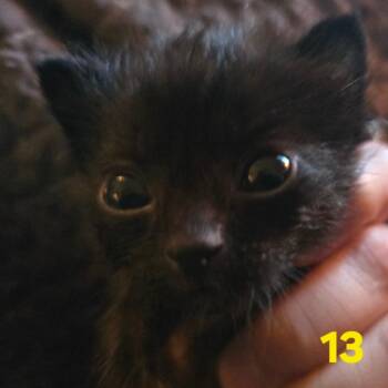 Farrah Fawcett -  Domestic Short Hair Cat for Adoption in Spokane, Washington - Farrah Fawcett | PetCurious