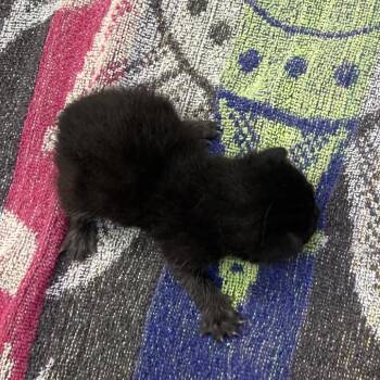 Pooh -  Domestic Short Hair Cat for Adoption in Galveston, Texas - Pooh | PetCurious