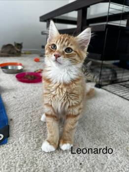 Leonardo (Lightwell Litter) -  Domestic Long Hair Cat for Adoption in Telford, Pennsylvania - Leonardo (Lightwell Litter) | PetCurious