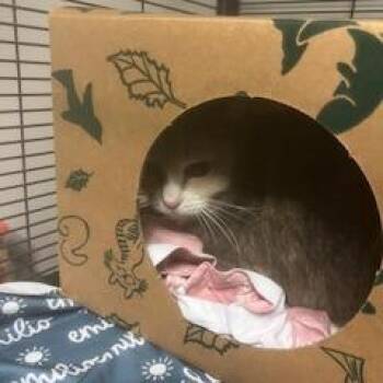 Domestic Short Hair Cats Available for Adoption - Heron | PetCurious