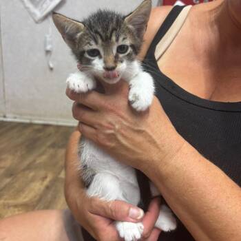Pixie -  Domestic Short Hair Cat for Adoption in Hinesville, Georgia - Pixie | PetCurious