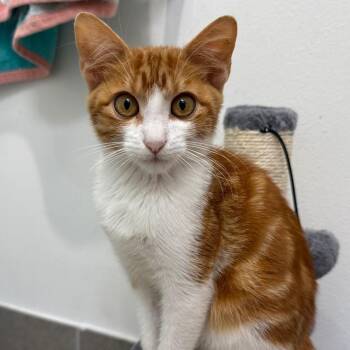 Ditch -  Domestic Short Hair Cat for Adoption in Randolph, Massachusetts - Ditch | PetCurious