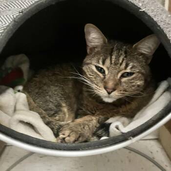 Torbie and Domestic Short Hair Cats Available for Adoption - Zorya | PetCurious