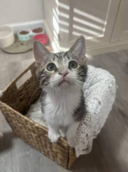 Cosmo (Napa Petco) -  Tabby Cat for Adoption in Napa, California - Cosmo (Napa Petco) | PetCurious