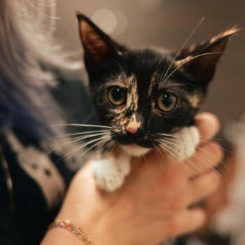 Frannie -  Domestic Short Hair Cat for Adoption in Vallejo, California - Frannie | PetCurious