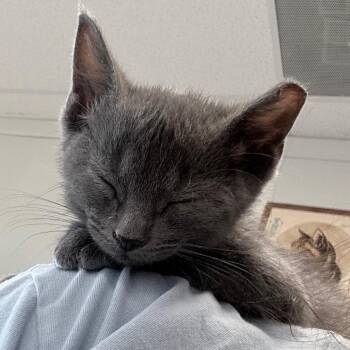 Muffin -  Domestic Short Hair Cat for Adoption in Nashville, Tennessee - Muffin | PetCurious