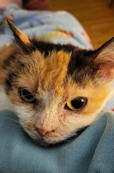 Domestic Short Hair Cats Available for Adoption in New Berlin, Wisconsin - Minion | PetCurious