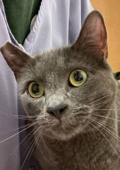 Rescue Domestic Short Hair Cats for Adoption in Eugene, Oregon - Smokey | PetCurious