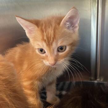 Mocha -  Domestic Medium Hair Cat for Adoption in Madisonville, Tennessee - Mocha | PetCurious