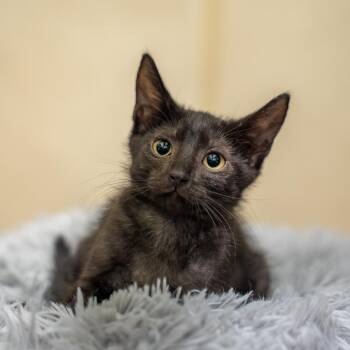 Emmy -  Domestic Short Hair Cat for Adoption in Gainesville, Georgia - Emmy | PetCurious