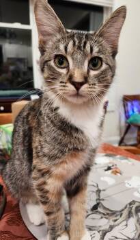 Rescue Domestic Short Hair and Tabby Cats for Adoption in Hartwell, Georgia - 7388 Cranberry | PetCurious