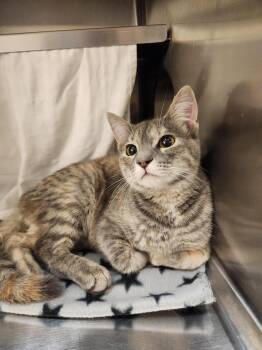 Tova -  Domestic Short Hair Cat Available for Adoption in Grand Forks, North Dakota - Tova | PetCurious