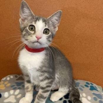 Iva -  Domestic Short Hair Cat for Adoption in Rochester, Minnesota - Iva | PetCurious