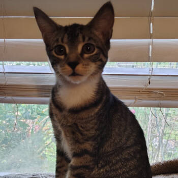 Rescue Domestic Short Hair Cats for Adoption in Venice, Florida - Willow | PetCurious