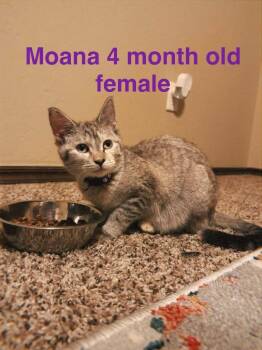 Domestic Short Hair Cats Available for Adoption - Moana | PetCurious