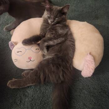 Stubbs -  Domestic Long Hair Cat for Adoption in Woodstock, Virginia - Stubbs | PetCurious