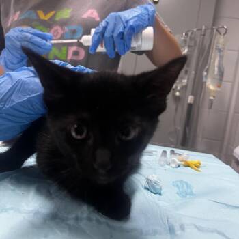 Clove -  Domestic Short Hair Cat for Adoption in Summerville, South Carolina - Clove | PetCurious