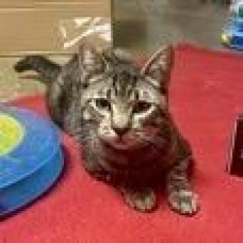 Domestic Short Hair Cats Available for Adoption in Pasadena, California - Sushi | PetCurious