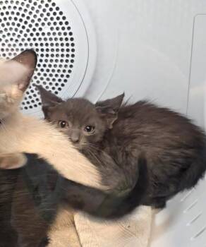 Siamese and Bombay Cats Available for Adoption in Pacifica, California - North Beach | PetCurious