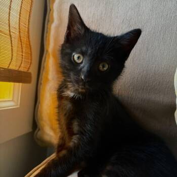 Freya -  Domestic Short Hair Cat for Adoption in New York, New York - Freya | PetCurious